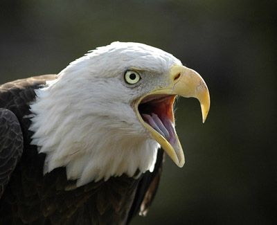 Screaming Eagle near Sawgrass Lake